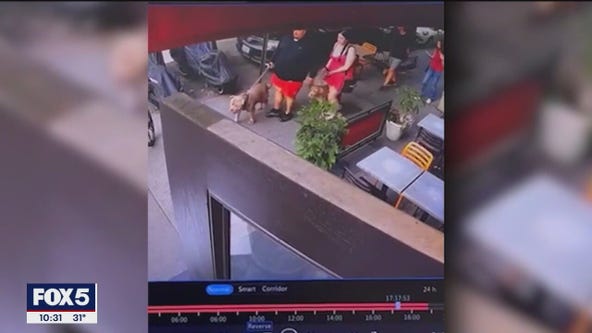 Owner of pit bulls that attacked chihuahua arrested for not handing over dogs