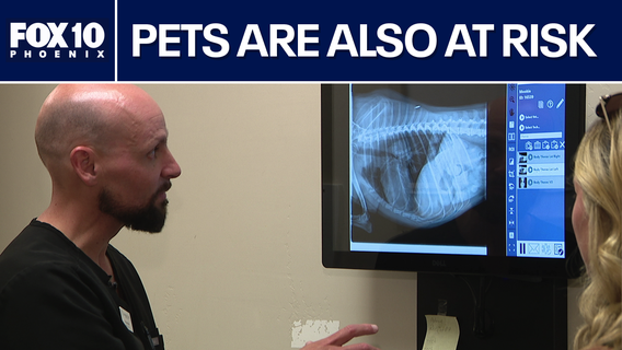 Valley fever: Vet talks about the risk for pets