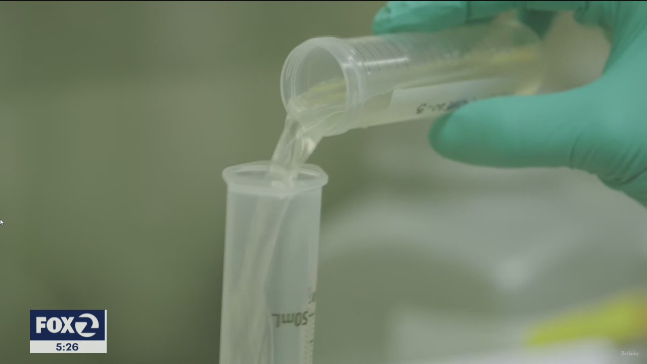 UC Berkeley scientists tracking COVID-19 through sewage