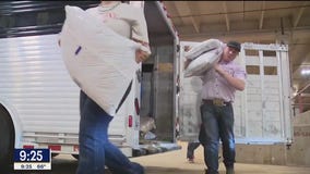 Students across TX bring steers to Fort Worth Stock Show