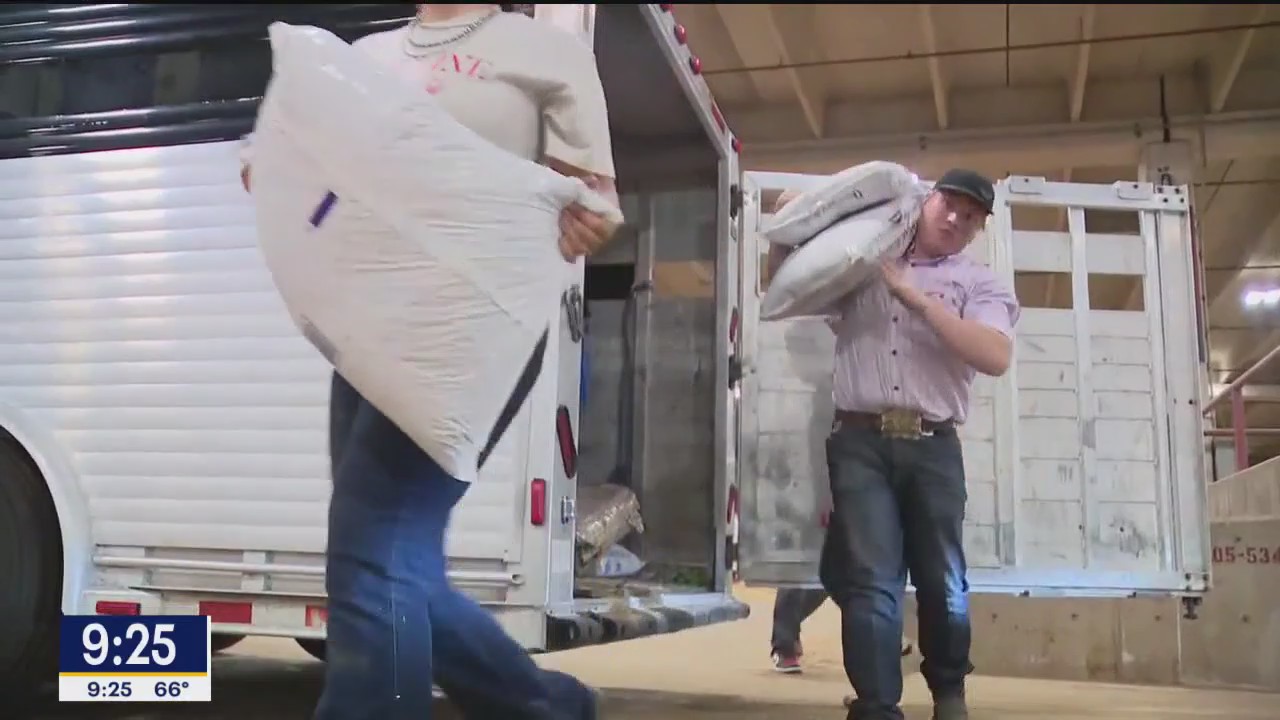 Students across TX bring steers to Fort Worth Stock Show