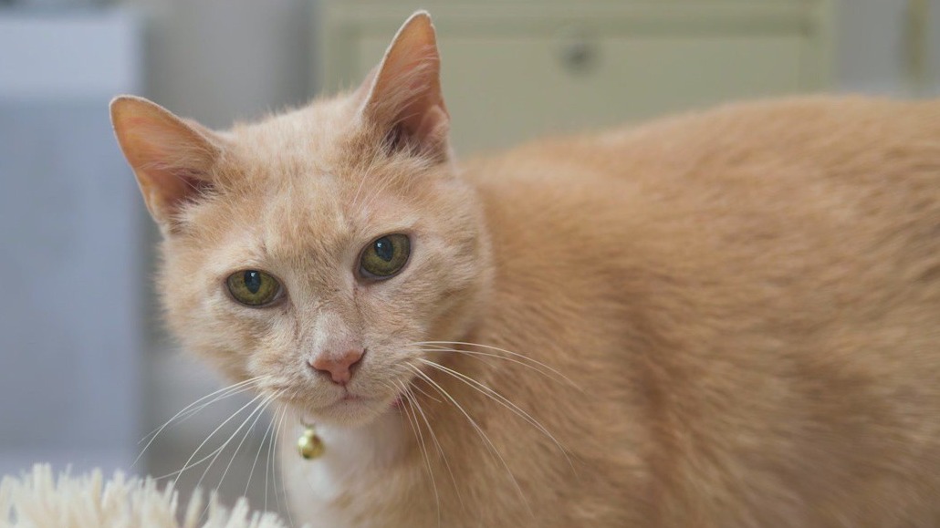 Meet Dewey: Our Pet of the Day