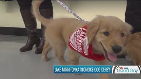 Lake Minnetonka Klondike Dog Derby hosting cutest puppy contest