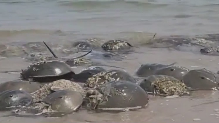 Florida’s horseshoe crabs threatened as sea levels rise