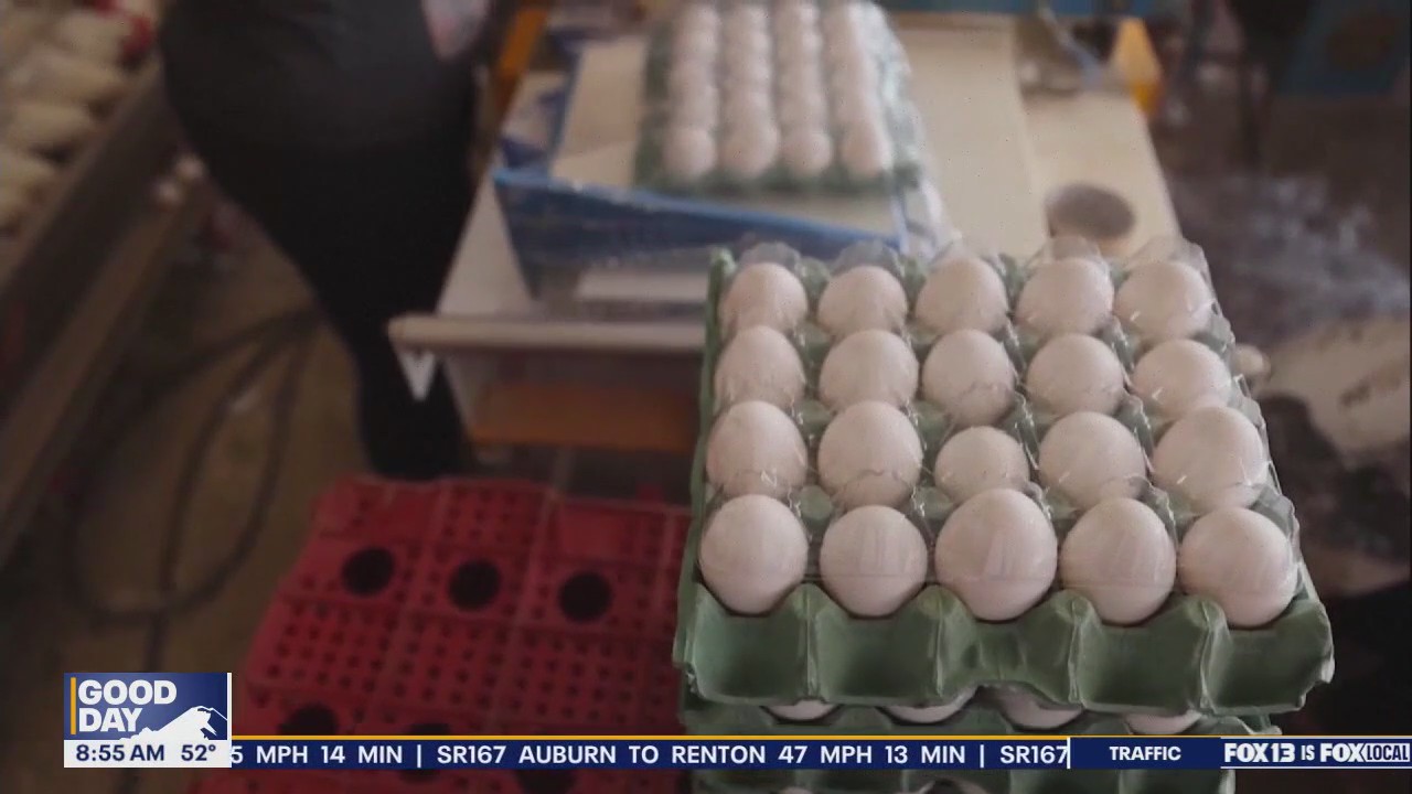 US turns to Brazil for eggs