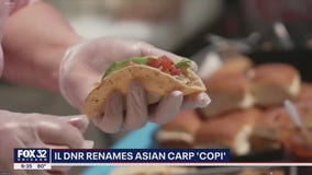 Goodbye Asian carp, hello Copi: Illinois renames invasive fish