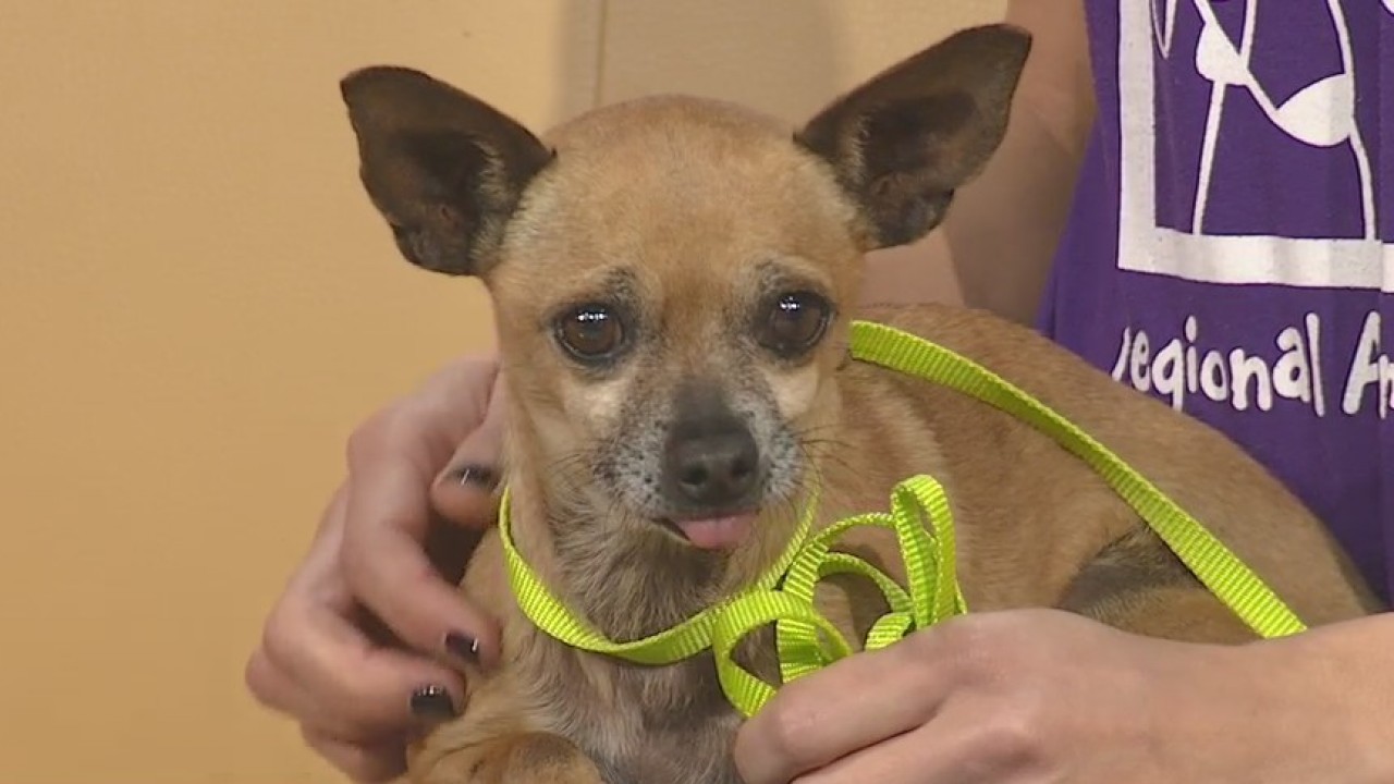 Pet of the Week: Summer