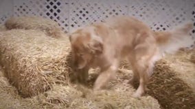 MN dogs embrace the sport of Barn Hunt