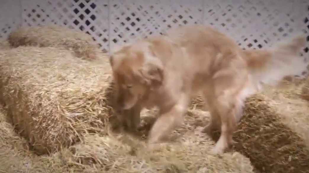 MN dogs embrace the sport of Barn Hunt