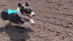 Corgi races at Canterbury Park this weekend