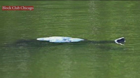 'Mysterious' creature emerges in Lincoln Park's North Pond