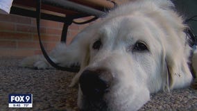 Minnesota comfort dog going to Texas to help as Uvalde students return to school