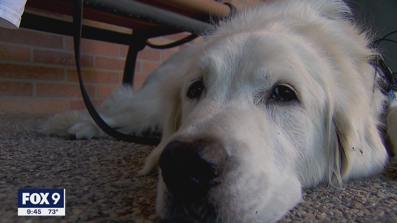 Minnesota comfort dog going to Texas to help as Uvalde students return to school