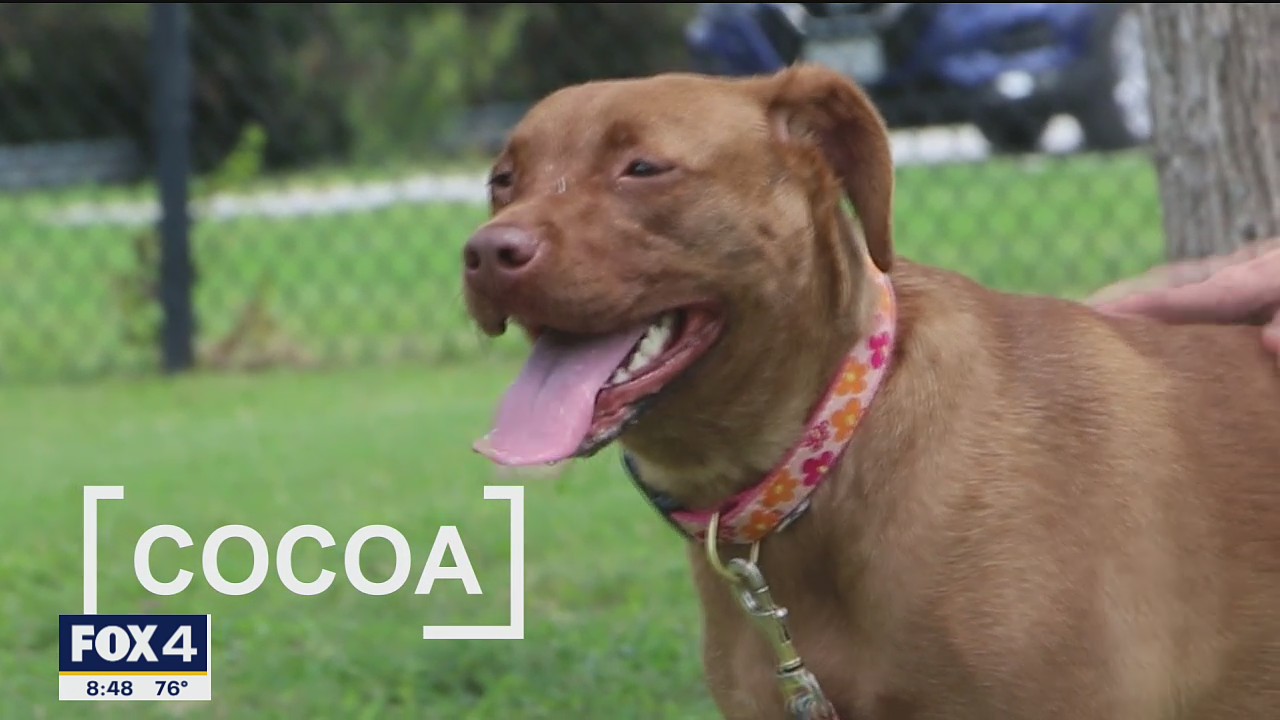 Dog of the Day: Cocoa