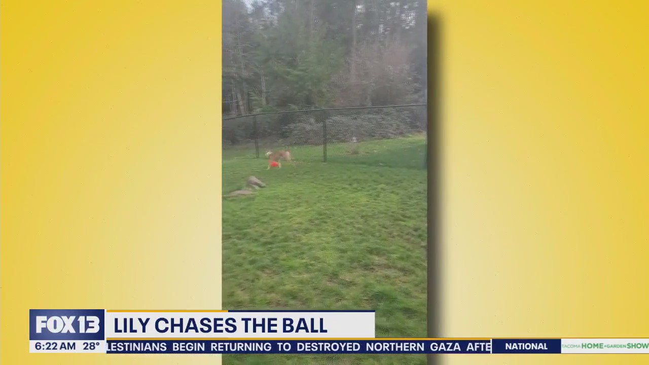 Pet Tricks for Tuesday, Jan. 28