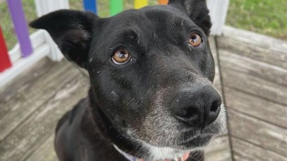 Dr. Stella at Pflugerville Animal Shelter