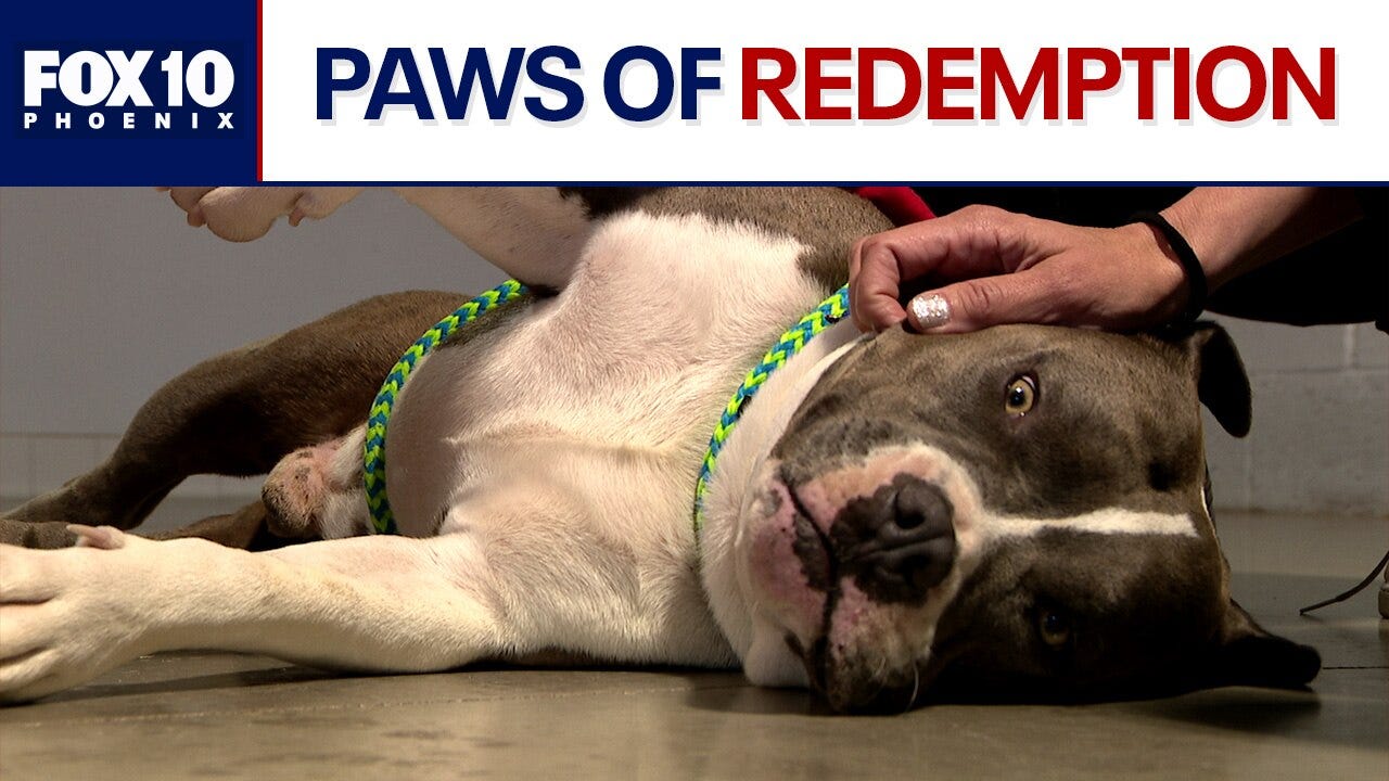 Arizona rehab program equally benefits inmates and rescue dogs