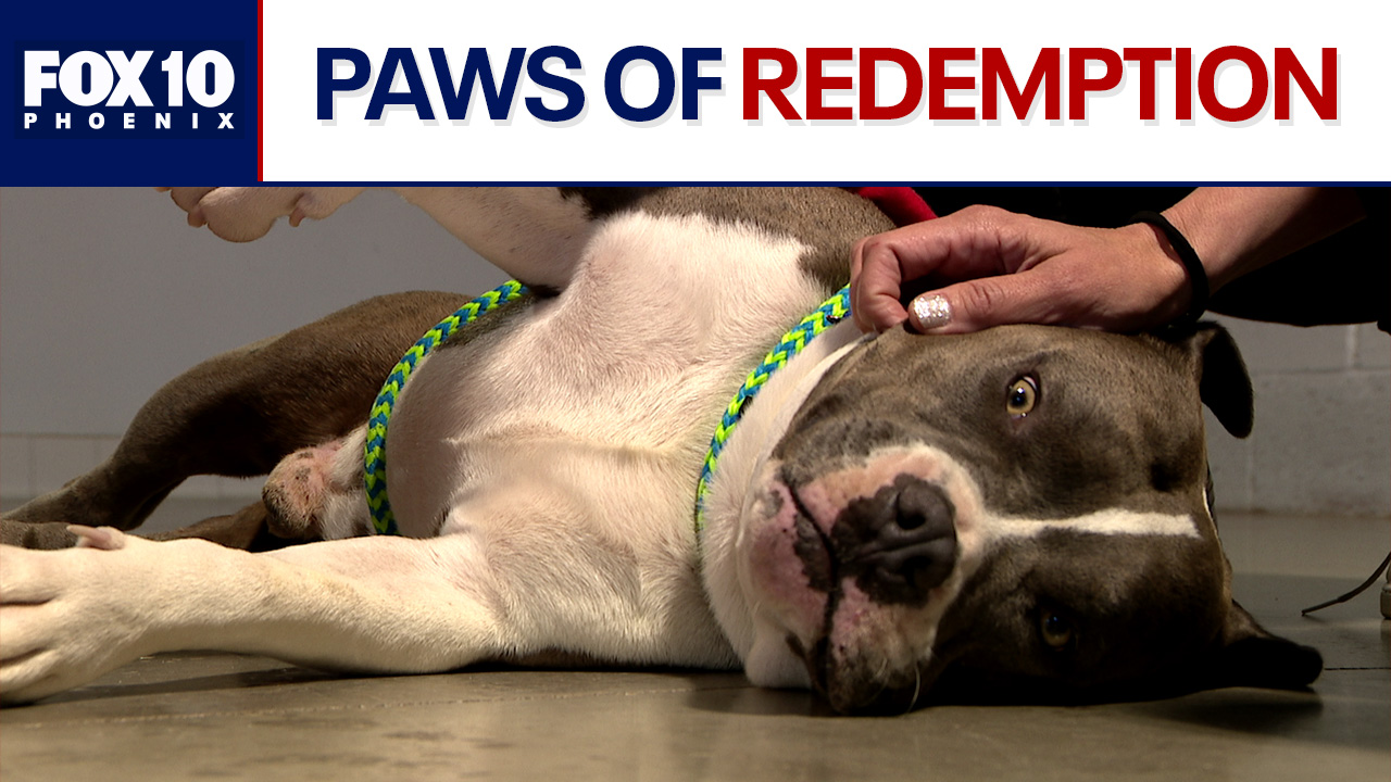 Arizona rehab program equally benefits inmates and rescue dogs