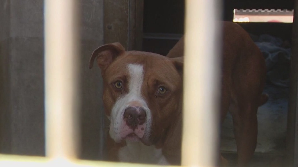 Shelter dogs facing euthanasia