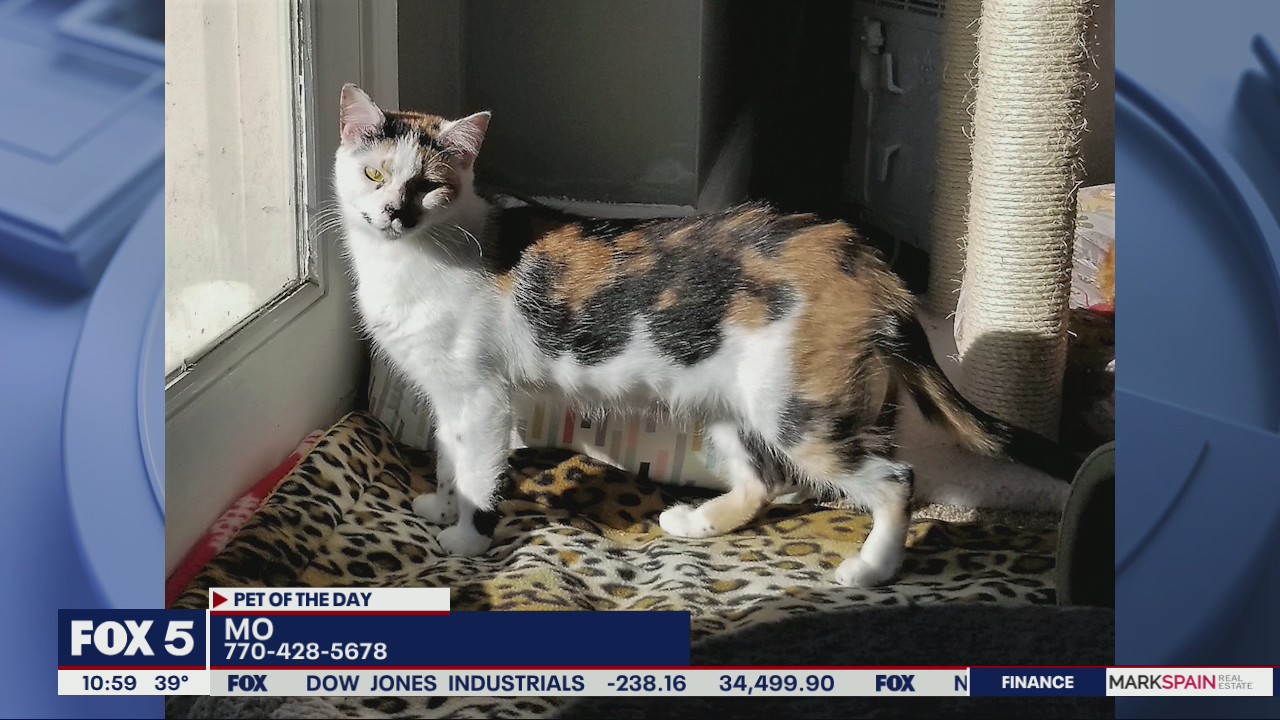 Pet of the Day from the Humane Society of Cobb County