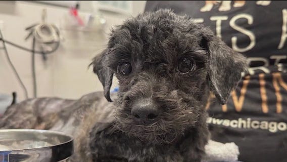 PAWS Chicago rescues dog found in cardboard box, gives her a second chance