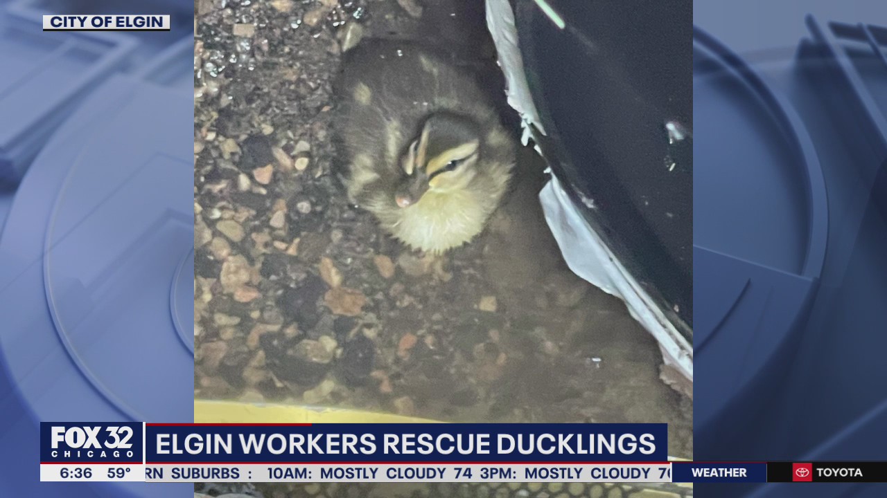 Elgin workers rescue ducklings stuck in storm drain | FOX 32 Chicago