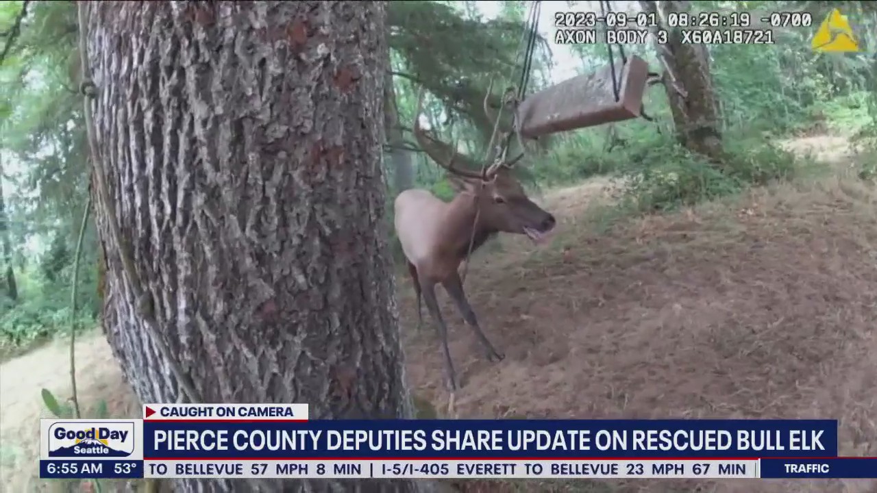 Pierce Co. deputies rescue bull elk