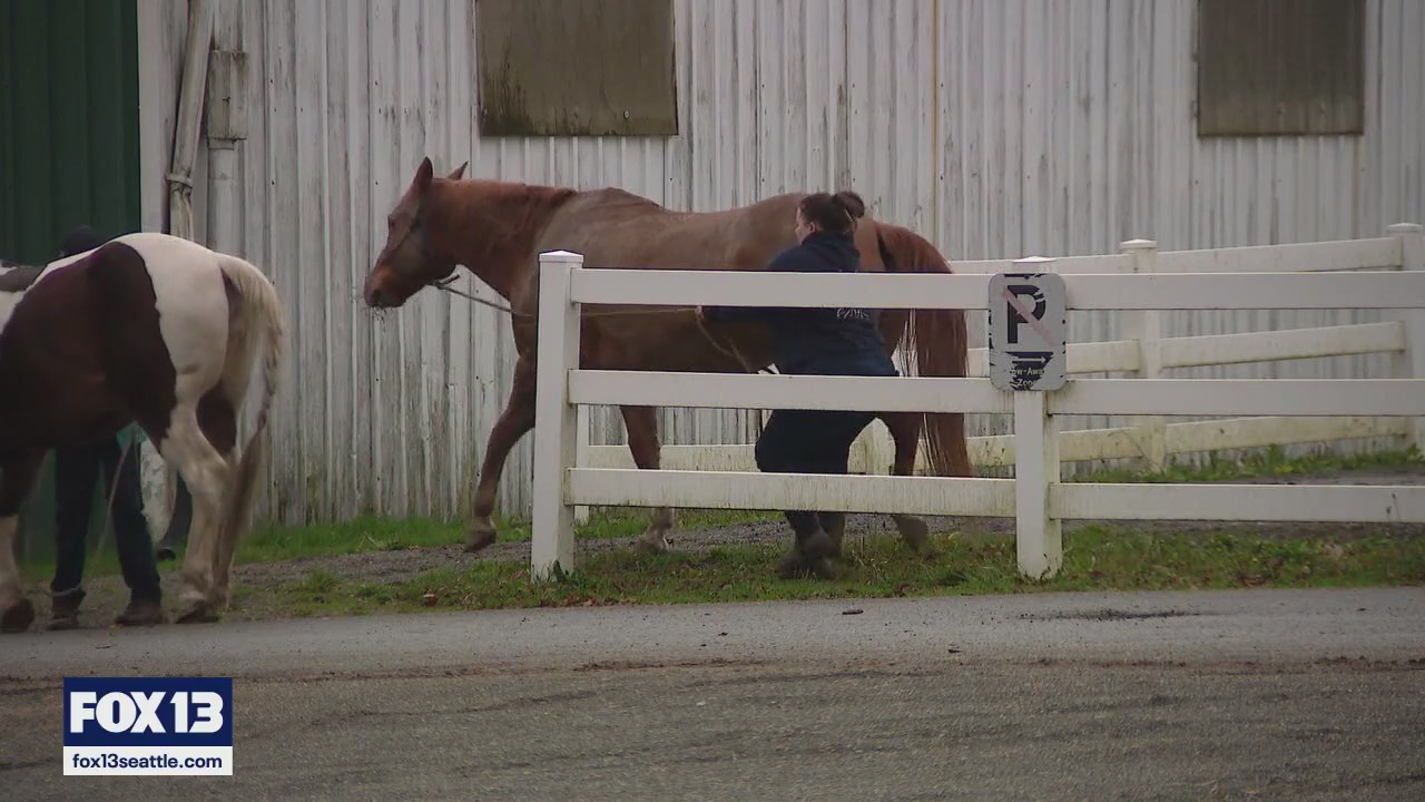 WA livestock owners move animals amid flooding concerns