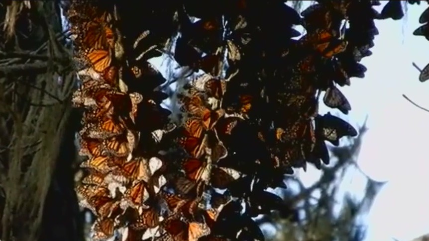 Pismo Beach Monarch Butterfly Grove