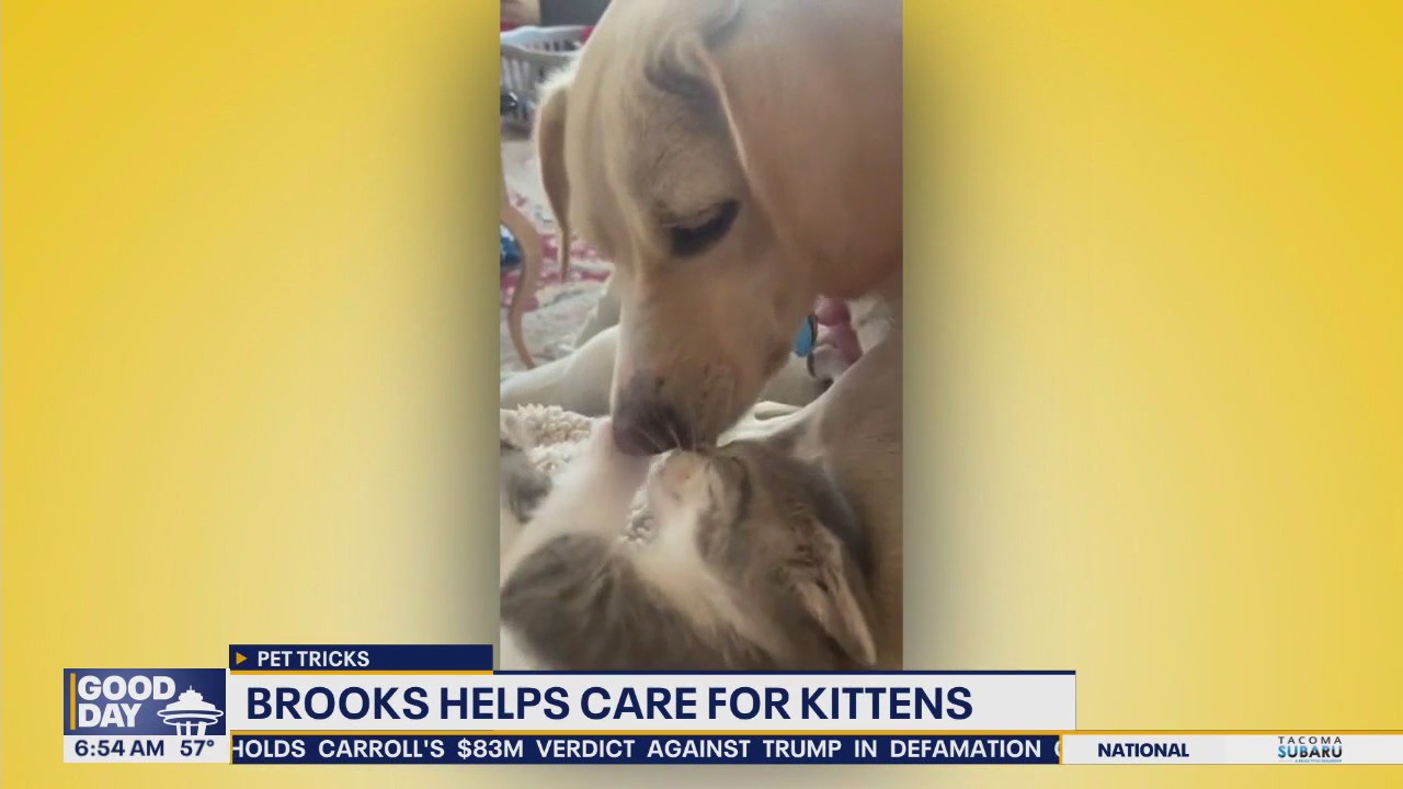 Pet Tricks for Tuesday, September 9