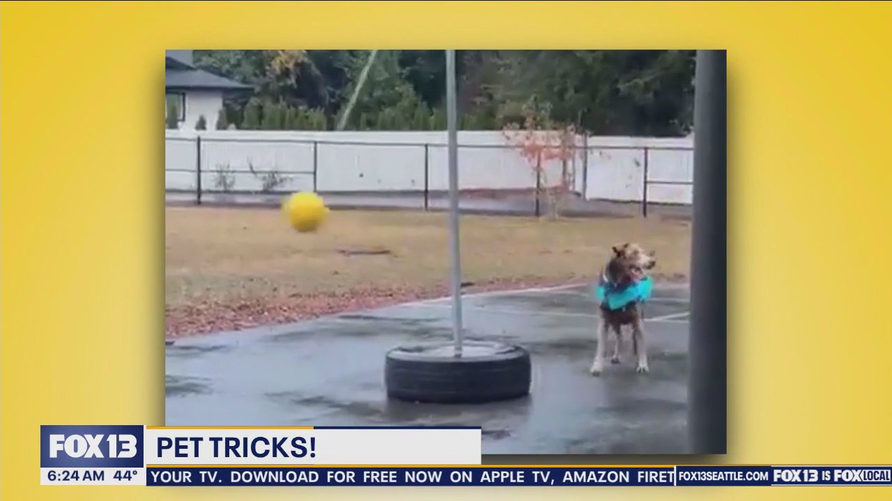 Good Day Pet Tricks for Thursday, April 11