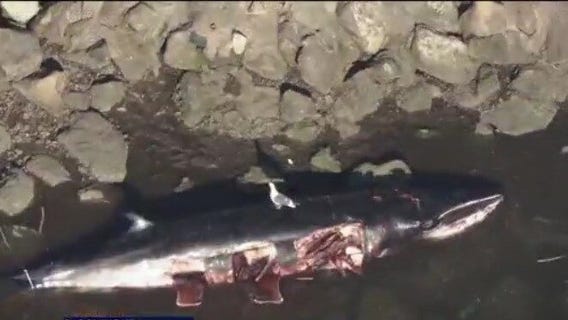 What's killing whales in Southern California?