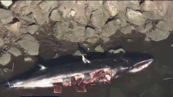 What's killing whales in Southern California?