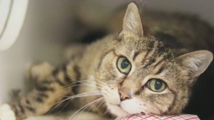 Pet of the Day from Atlanta Humane Society