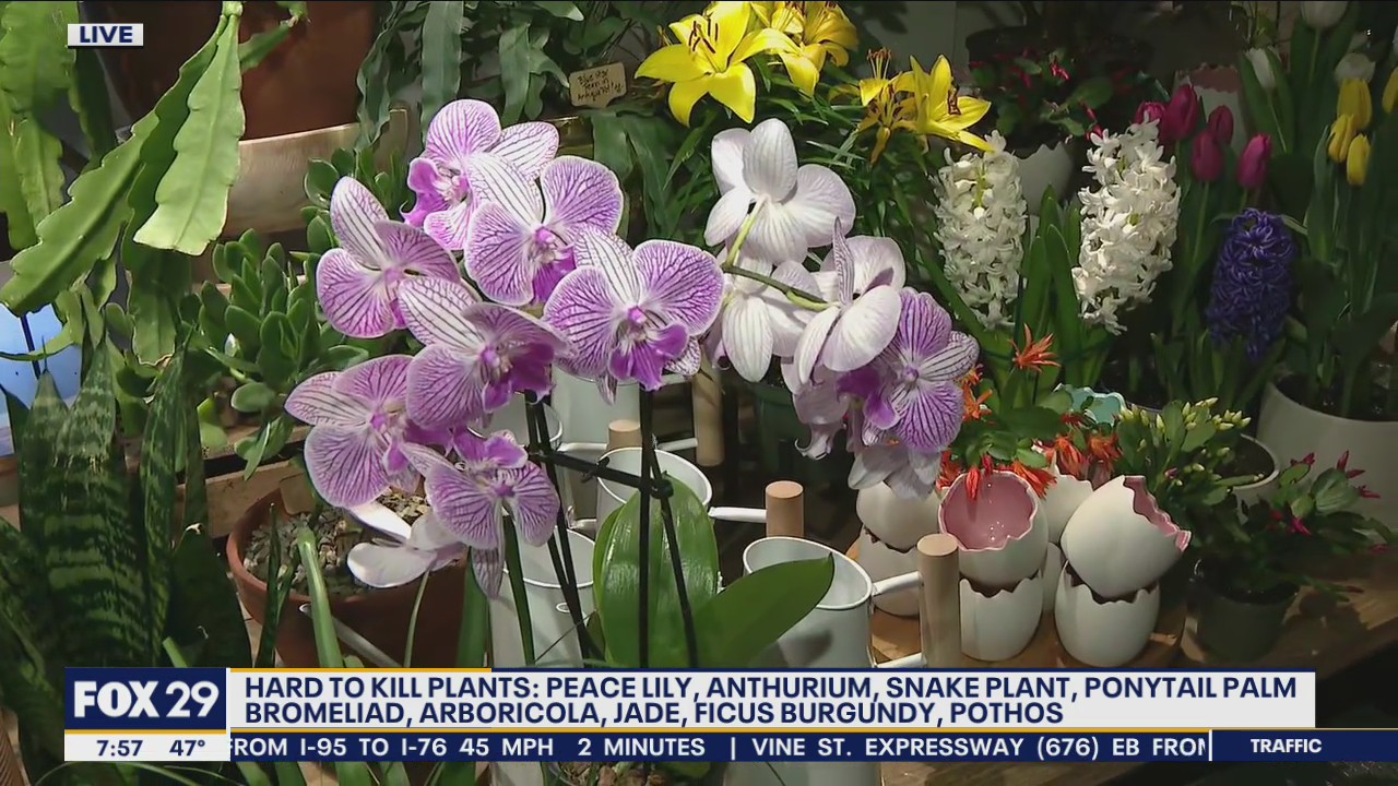 Havertown plant shop showcases plants that are hard to kill