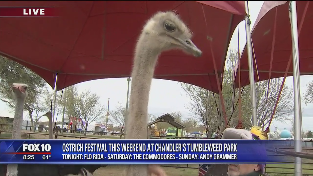 Cory's Corner: Chandler Ostrich Festival