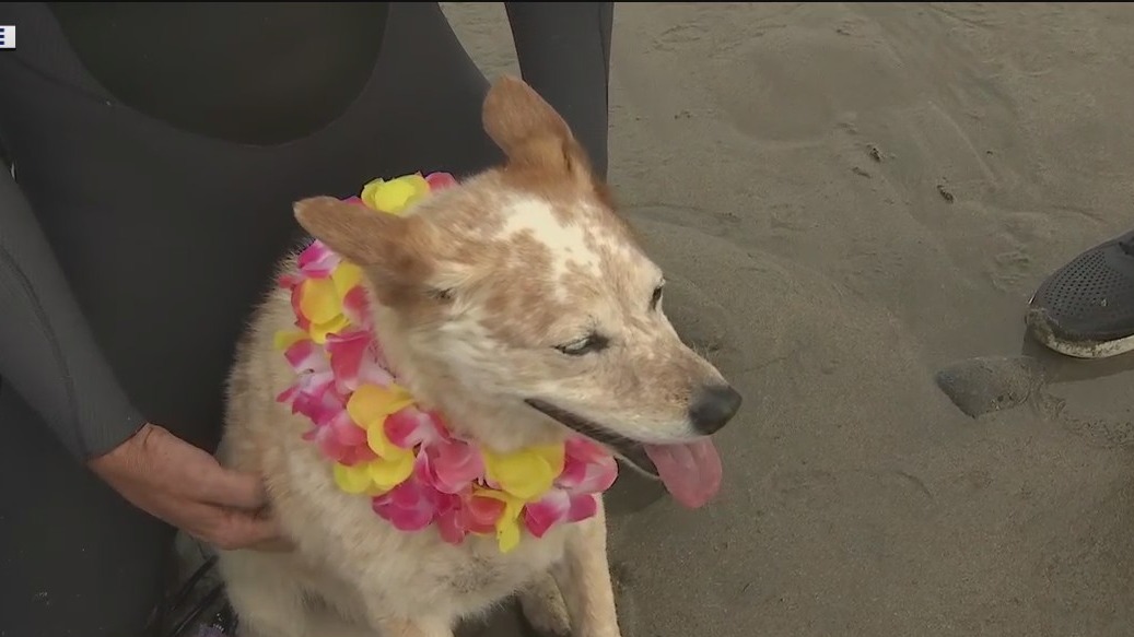 Meet Pacifica's surfing dog, Skyler