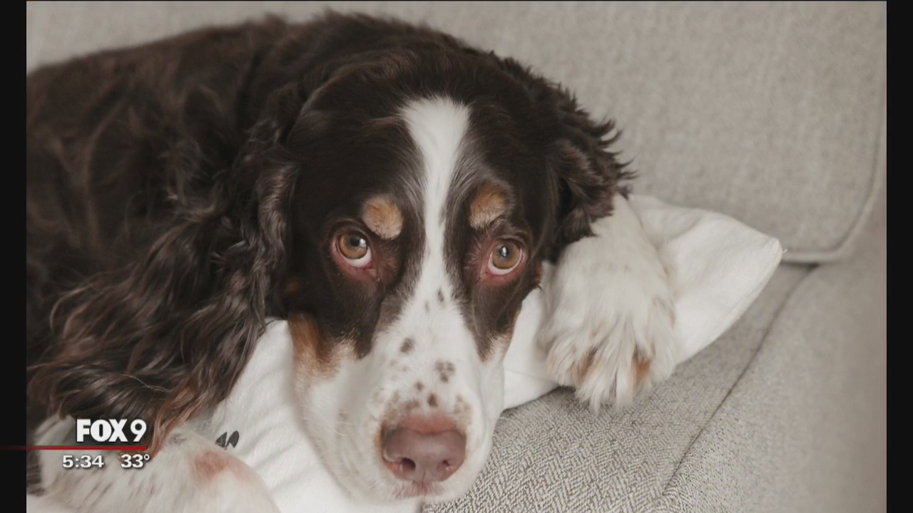Dog shot, killed by pellet gun in Minnesota family's backyard | FOX 9 ...