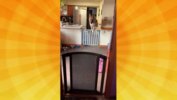 Good Day Pet Tricks for Jan. 24