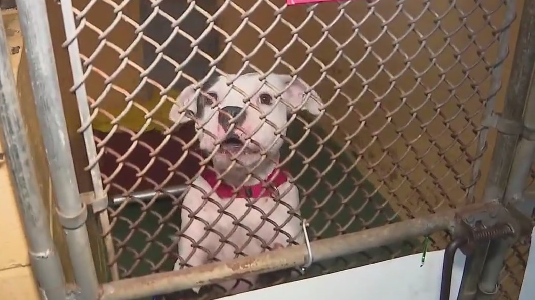 Manatee Animal Welfare new shelter