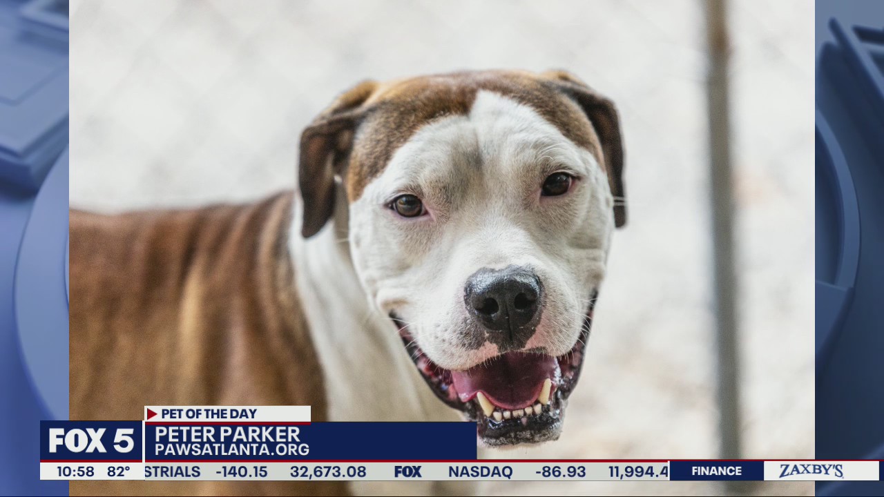 Pet of the Day from Paws Atlanta