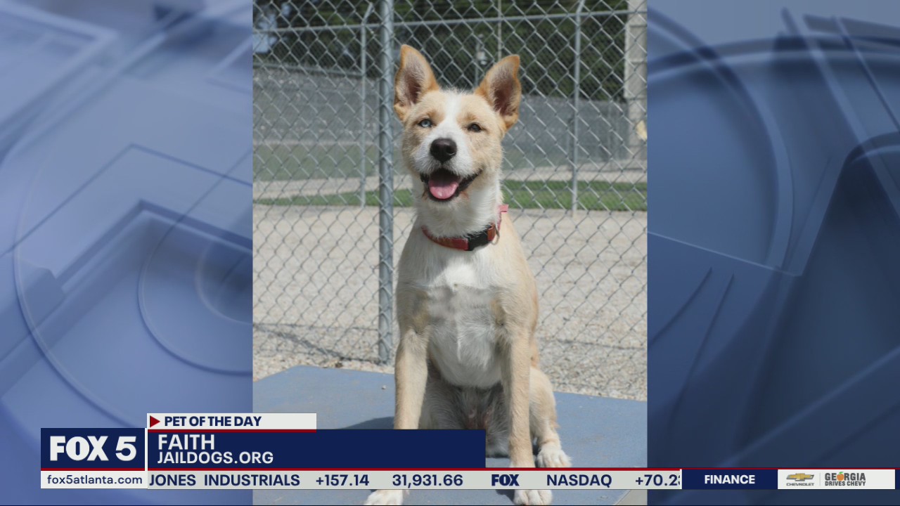 Pet of the Day from Jaildogs.org