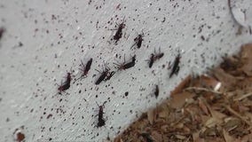 May is lovebug season in Florida: Why are they declining?