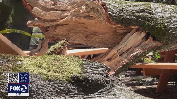 6 hurt after large tree branch crashes down in Santa Rosa