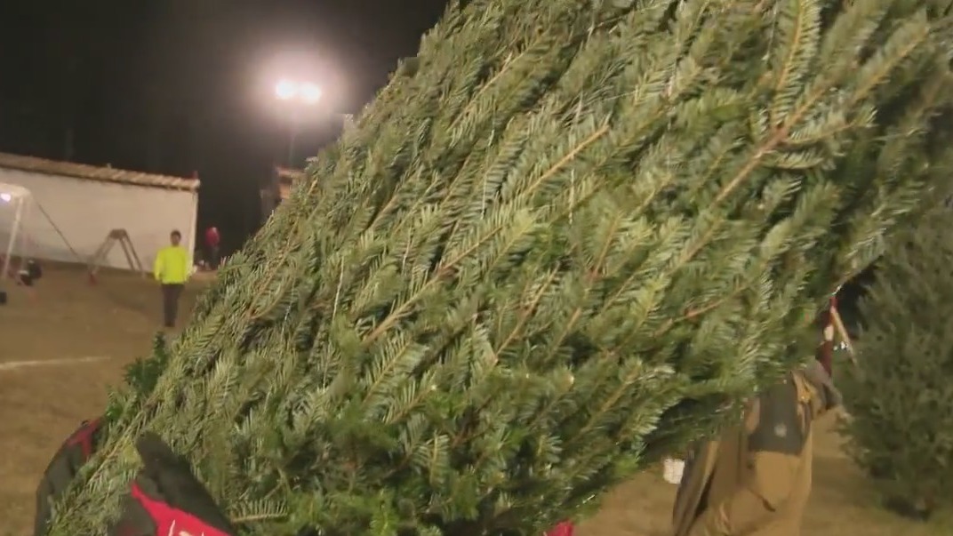 The giving Christmas tree