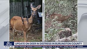 Medford, N.J. deer with tomato planter stuck on her head no longer in distress