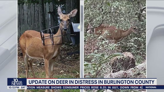 Medford, N.J. deer with tomato planter stuck on her head no longer in distress