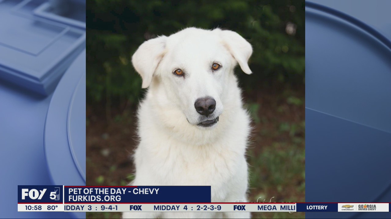Pets of the Day from FurKids Animal Shelter