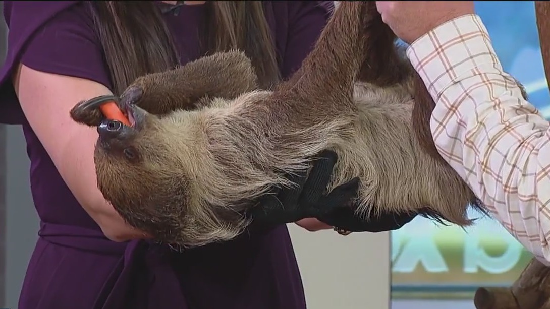 Sports & entertainment show in Tampa this weekend