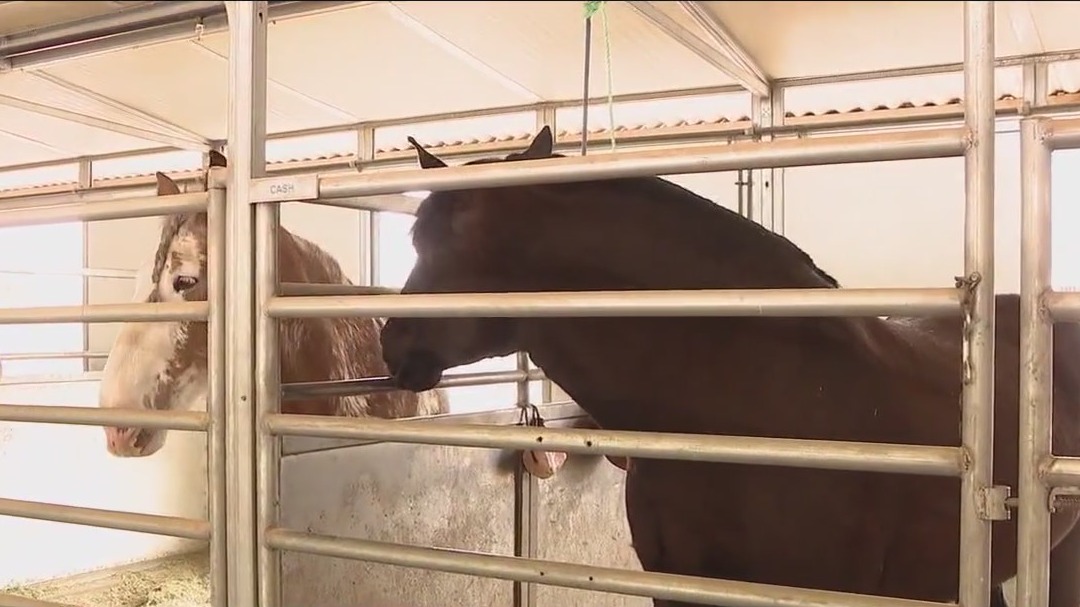 Scottsdale Police's Mounted Unit introduces new horse